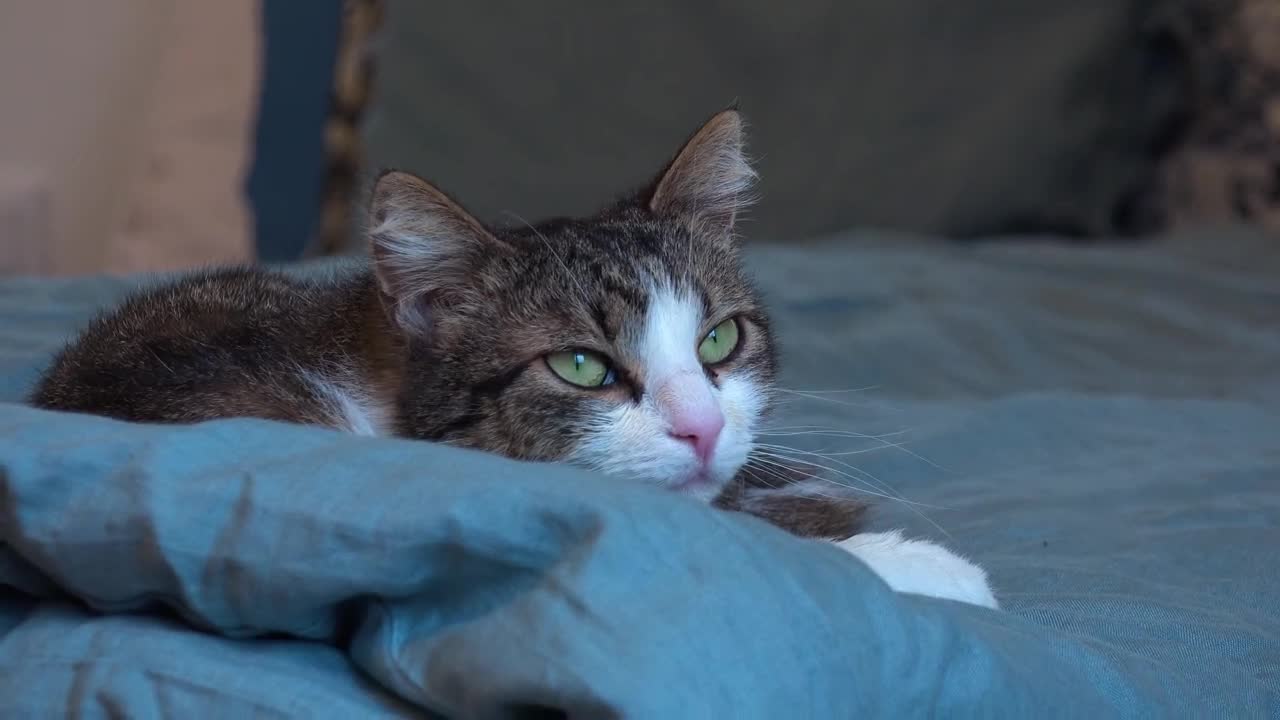 Beautiful women play with cats.