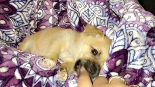 Brown puppy dog on purple pattern blanket