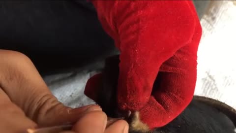 REMOVING ALL THICKS FROM DOGS |DOGS THICKS REMOVING CLIPS