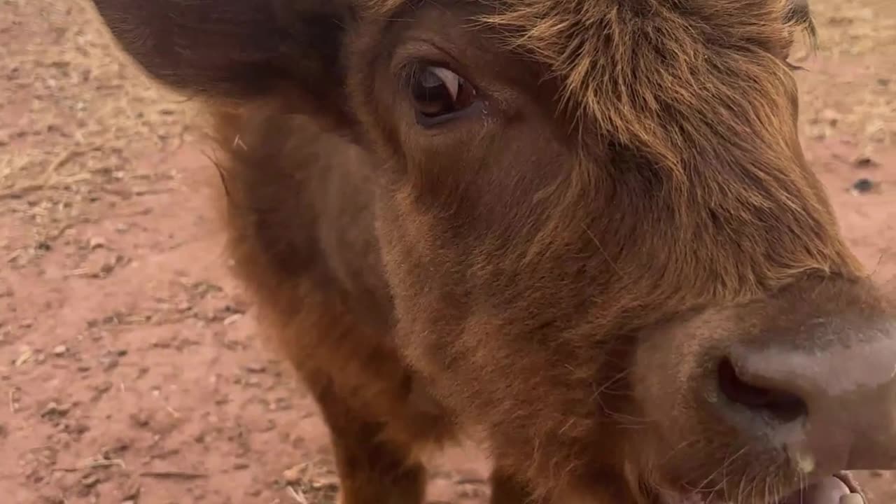 Lucy's Call: Echoing Moos Across H5 Ranch