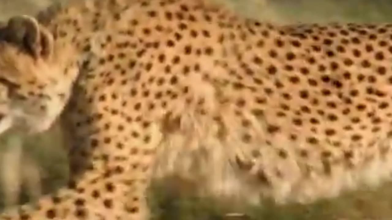 Cheetah hunts rabbit