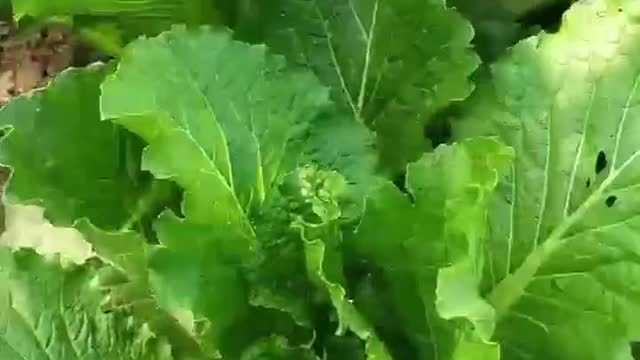 The vegetables in the garden grow very well