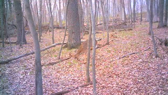Trail Cam