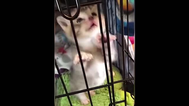 Cute pets and funny animals compilation ##02