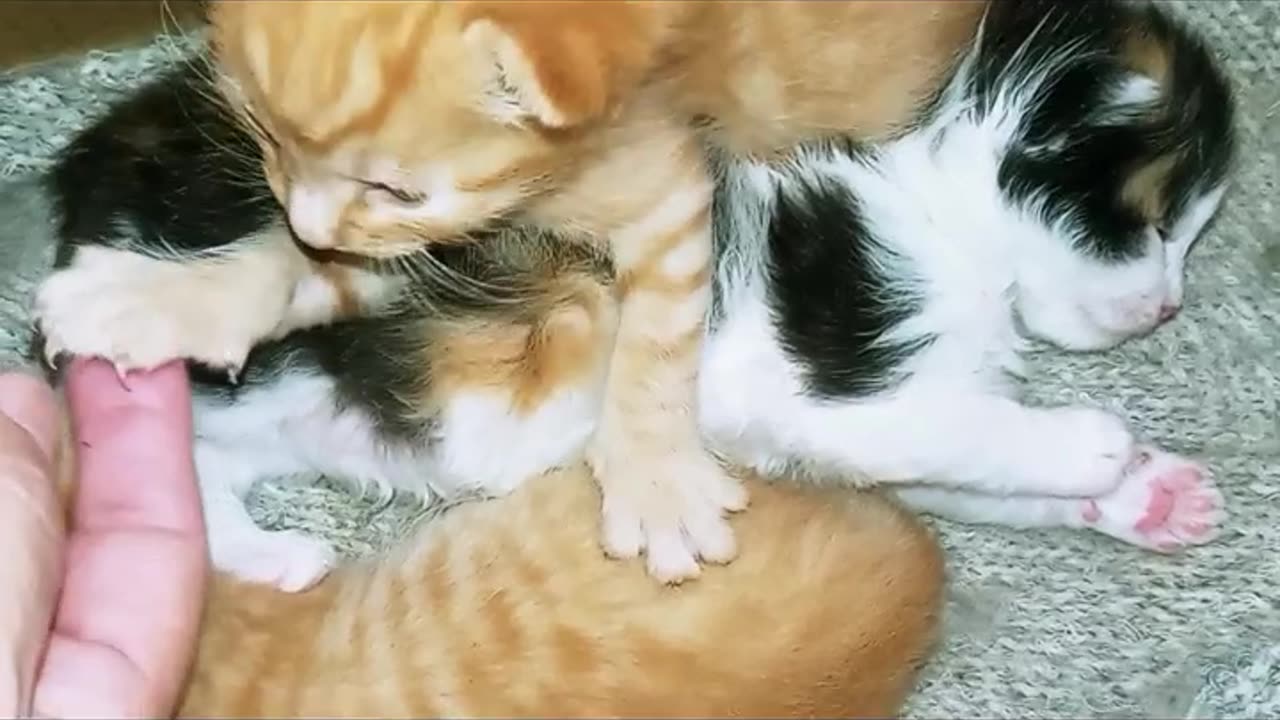 "Creamsicle Kitten Gives High Five"Come See Adorable😇🐺🐾👏🧡💫💎🎤🎶