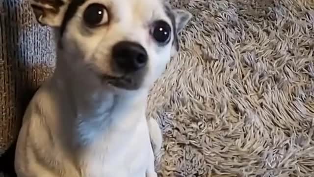 Dog expected ships but got somethings else that made him upset