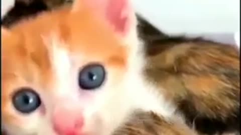 Funny Cat videos 😂😂😂😂