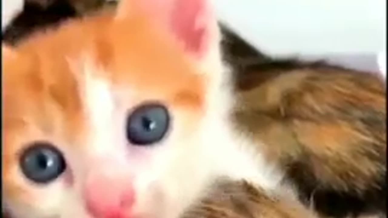 Funny Cat videos 😂😂😂😂