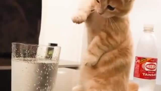Cat funny