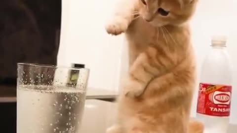 Cat funny