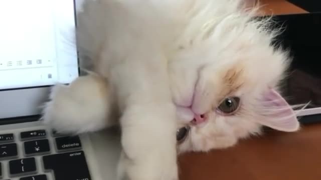 Cat is playing with his owner