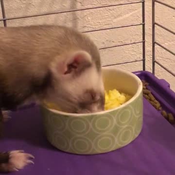Tails the ferret enjoys some eggs