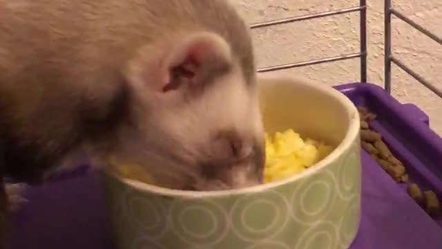 Tails the ferret enjoys some eggs