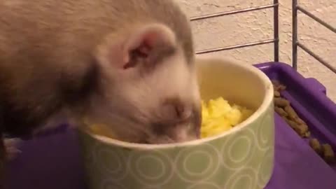 Tails the ferret enjoys some eggs