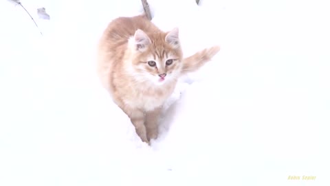 Happy kitten jumps around and plays in the snow