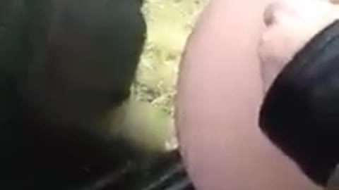 Até os animais reconhecem a vida intra-uterina