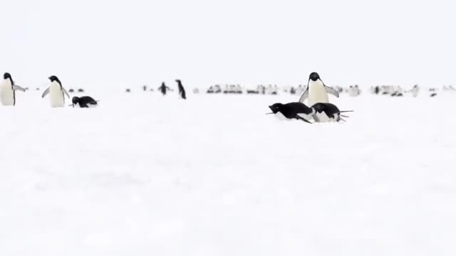 Adélie Penguins on sea ice 🇦🇶 Cape Hallett