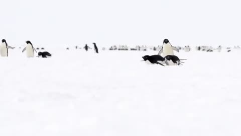 Adélie Penguins on sea ice 🇦🇶 Cape Hallett