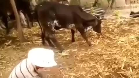 PAY BACK FROM A COW.....