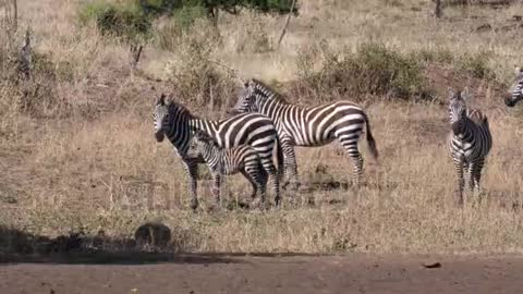 Zebra video national zeographic