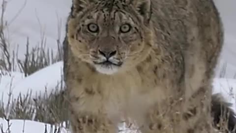 The Snow Leopard (Panthera Uncia)