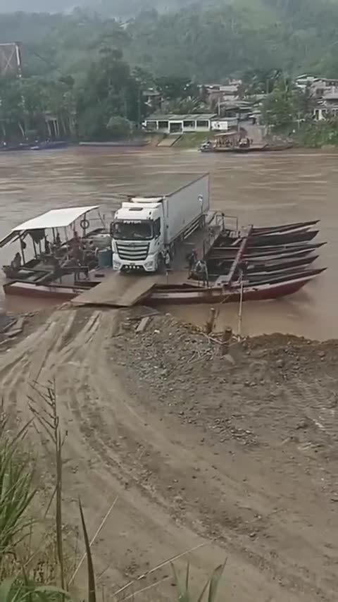 Short Animal video Bich bus 🚌 and brich #shorts #bus # brich