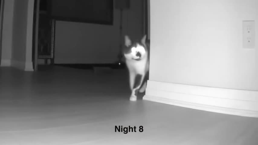 Cat screams at night after owner moves