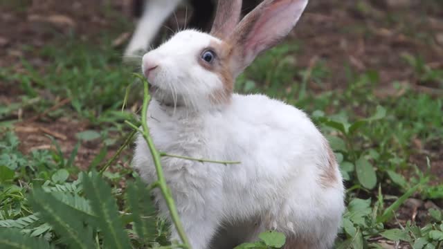 Rabbits Eating Green Plants