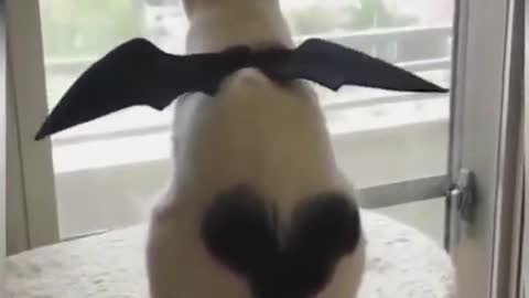 Have you ever seen a cat with wings # funny feline # # funny dubbing # cloud sucking cat # cat