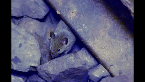 Berlin, Germany Is A Wonder World of Wildlife!