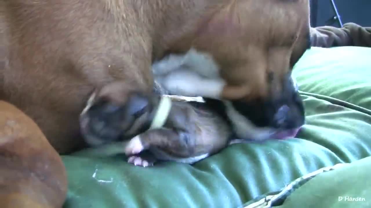 Watch these Dog has Amazing birth while standing