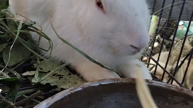 lovely pet rabbit