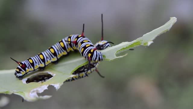 A colorful caterpillar eats a leaf