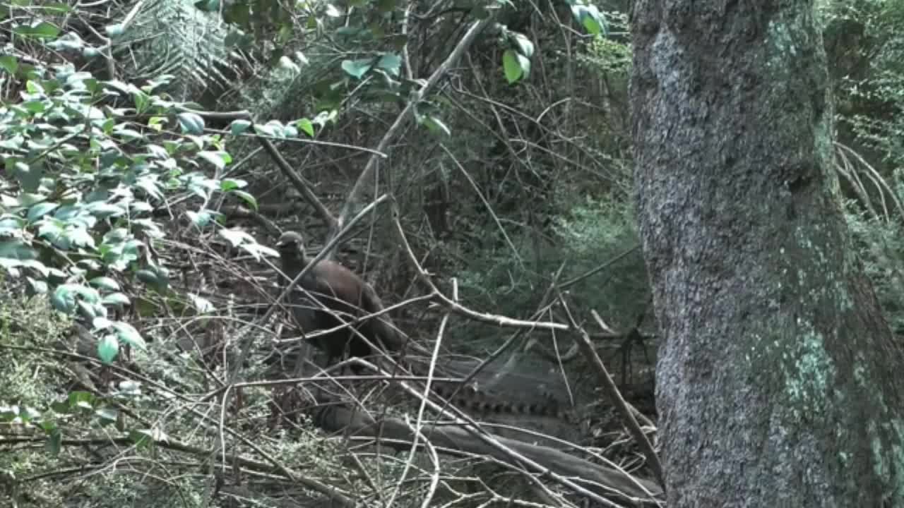 Lyrebird Mimicking Chainsaws, Cameras, Cars and Even People!