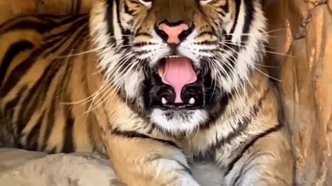 beautiful tiger roaring 😱😱😱