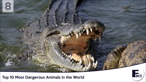 Most dangerous wild animals