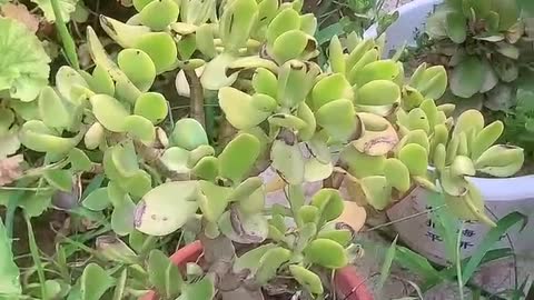 Lots of small potted plants