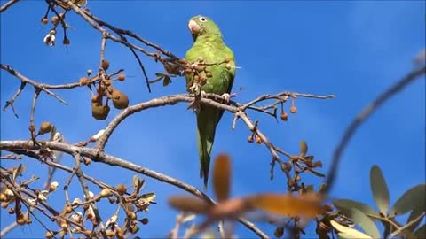 Watch the beauty of this parrot