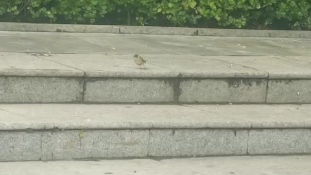 foraging sparrow