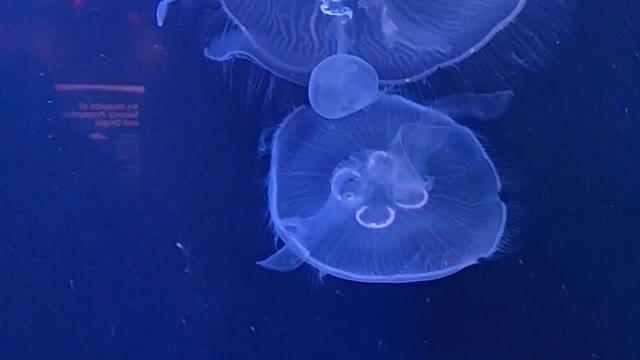 Group of jellyfish swimming underwater