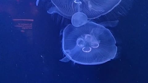 Group of jellyfish swimming underwater