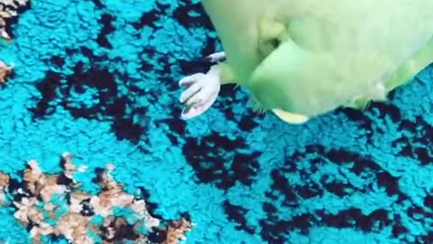 Parrot talks and shakes hands