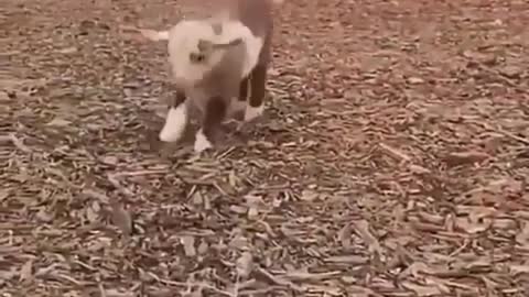 funy goatling