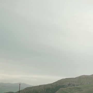 COW VIDEO 🐮🐄 COWS MOOING AND GRAZING IN A FIELD 🐄🐮