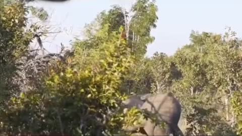 AFRICAN LION PRIDE ATTACK ELEPHANTS