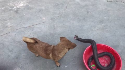 NERVOUS COBRA WITH THE DOG