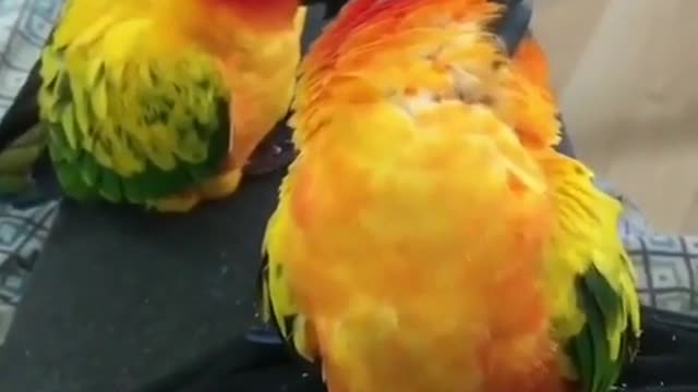 funny parrot falling in sleep 😂😂 parrots love