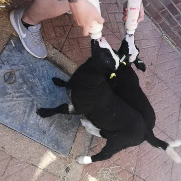 Bottle fed lambs happy to get there milk 💜🍶