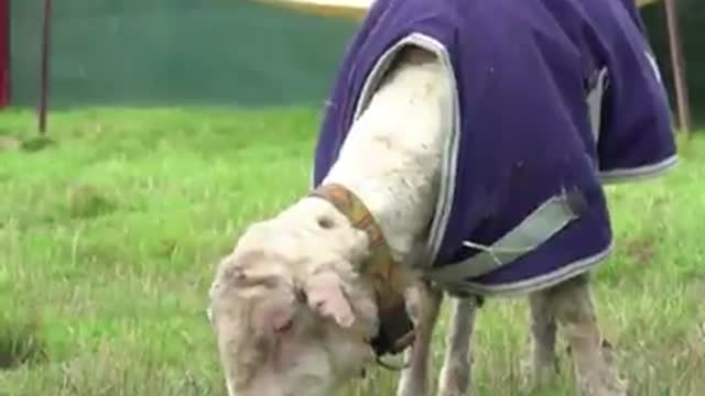 A wild sheep covered in large quantities of wool that prevented it from seeing and walking