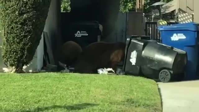 Bears by School Playground